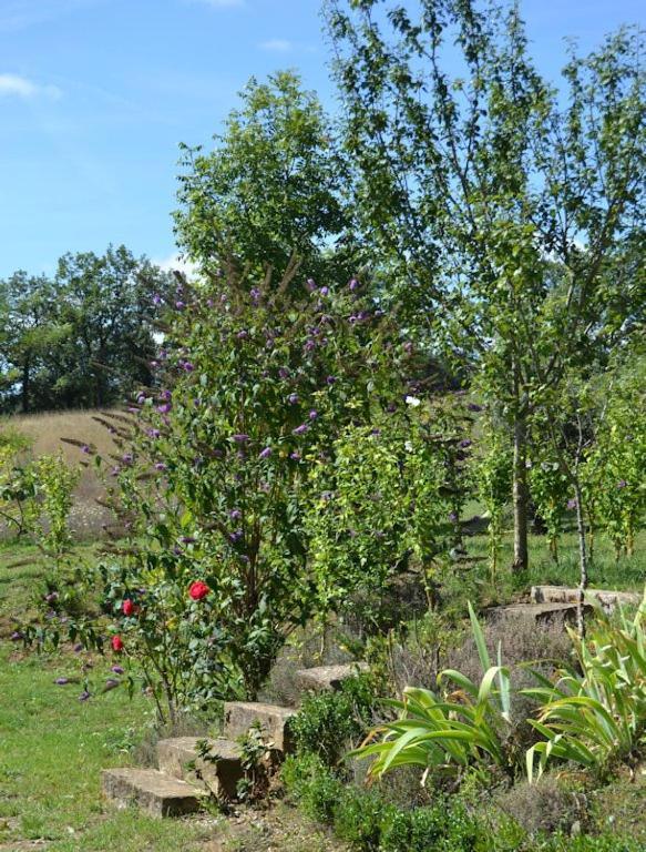 Le Mas De Carrie Bed & Breakfast Parisot  Екстериор снимка